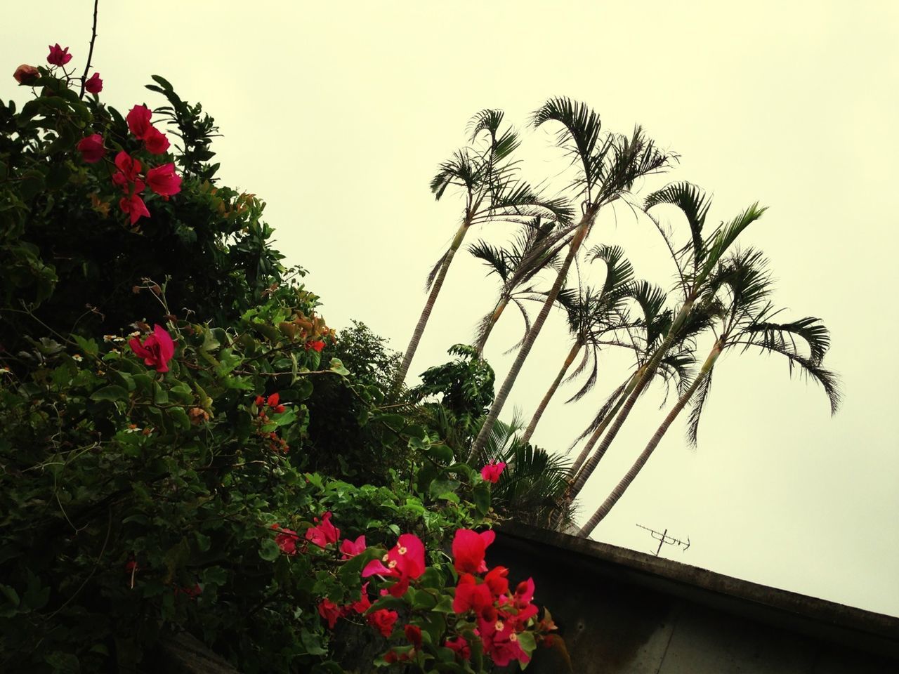 flower, growth, low angle view, freshness, fragility, clear sky, plant, tree, beauty in nature, built structure, nature, blooming, building exterior, architecture, red, pink color, sky, in bloom, petal, blossom