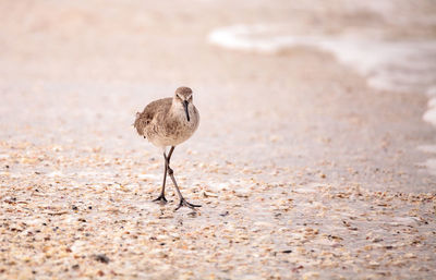 Common snipe shorebird gallinago gallinago forages for food at barefoot beach in bonita springs,