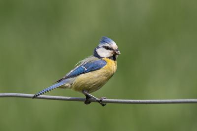 Close-up of bird perching on metal