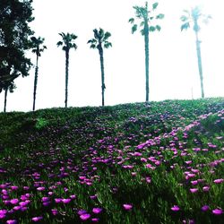 Flowers blooming on field against clear sky