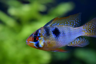 Close-up of fish swimming underwater