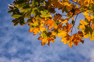 Low angle view of autumnal leaves against sky