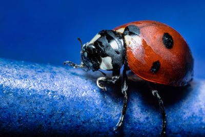 Close-up of ladybug on blue