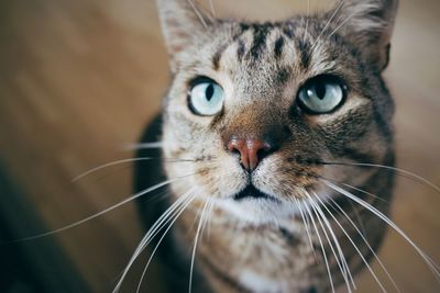 Close-up portrait of cat