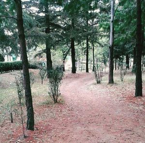 Trees in forest