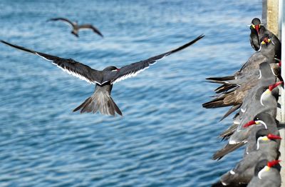 Seagulls flying over sea