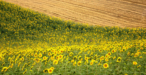 Field of sunflowers