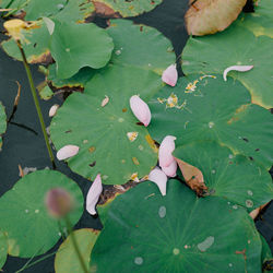 High angle view of green leaves on plant