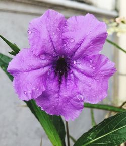 Close-up of wet purple flower blooming outdoors