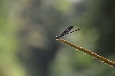 Close-up of insect on leaf