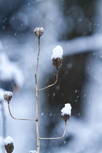 Close-up of frozen plant