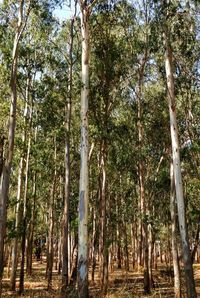 Low angle view of bamboo trees in forest