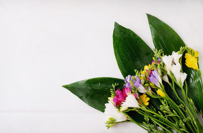 Close-up of plant with pink flower against white background