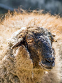 Close-up of goat