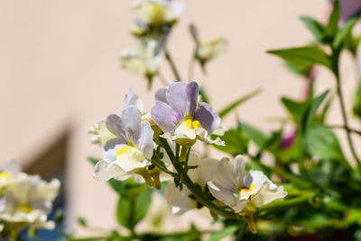 Close-up of flowers blooming outdoors