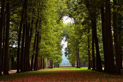 Trees in park