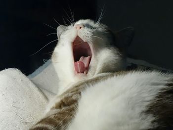 Close-up of cat sleeping