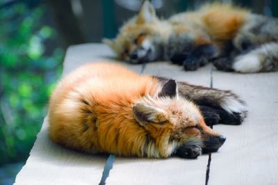 Close-up of dog sleeping