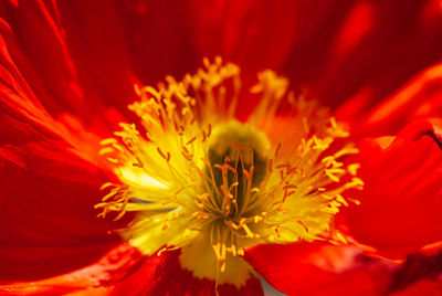 Close-up of red flower