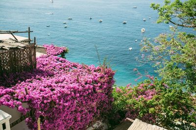 High angle view of pink flowers blooming on roof against sea