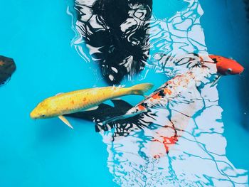 Close-up of multi colored crab