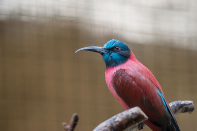 Northern carmine bee-eater perching on stick