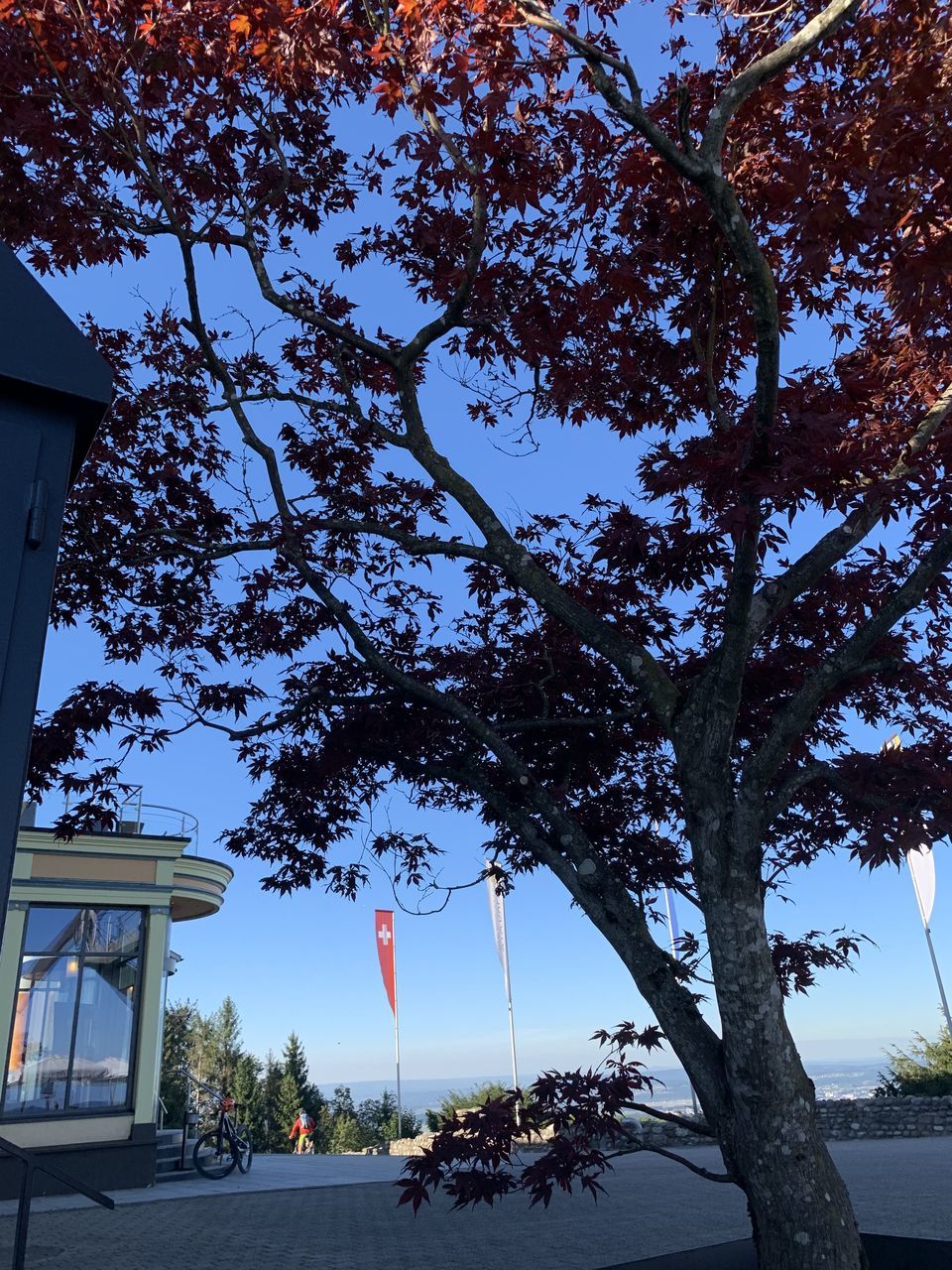 TREES BY STREET AGAINST SKY