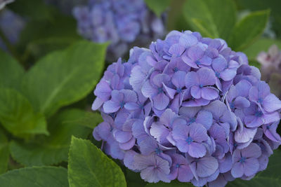 Close-up of purple hydrangea flowers