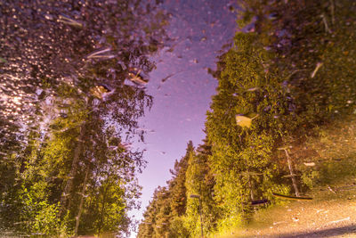 Trees by road in forest during autumn