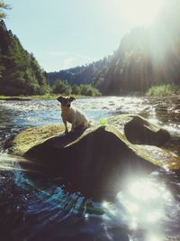 Dog by lake against sky