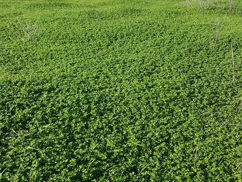 Full frame shot of soccer field