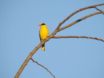 Low angle view of bird perching on branch against sky