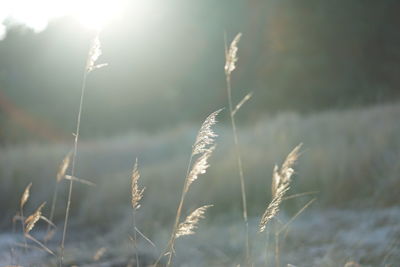 Dune grass with back light