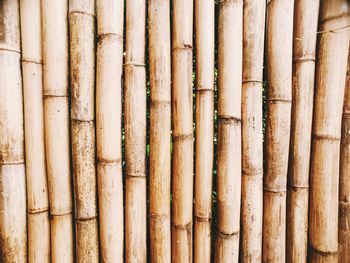 Full frame shot of bamboo