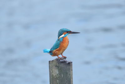 Close-up of bird perching on wooden post