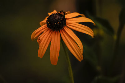 Close-up of orange daisy flower