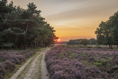 Scenic view of agricultural field against sky during sunset