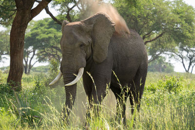 African elephant, loxodonta africana, murchison falls national park, uganda