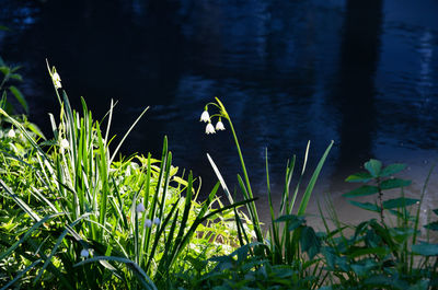 Plants growing on land