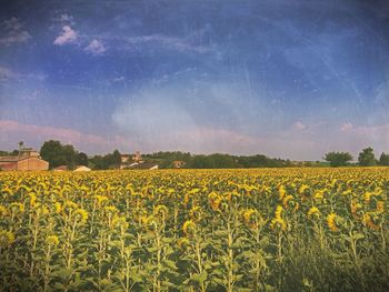 Yellow flowers growing in field