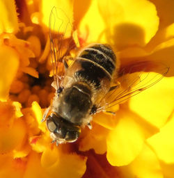 Close-up of bee pollinating on yellow flower