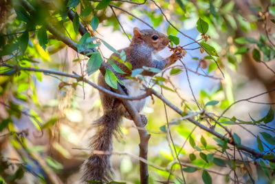 Close-up of a squirrel on tree