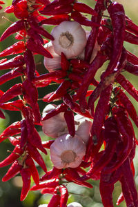 Close-up of red flowers