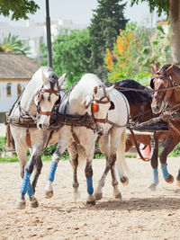 Horse cart moving on dirt road