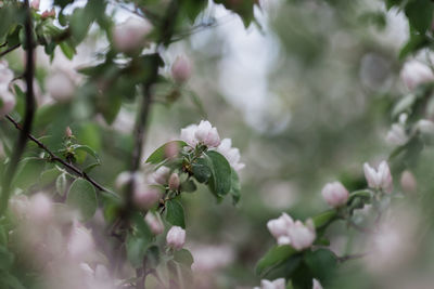 Close-up of white flowering plant