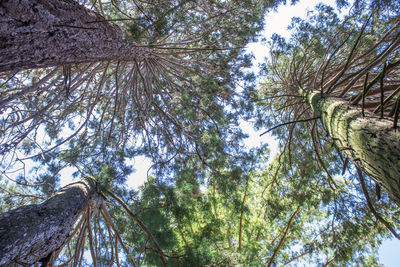 Low angle view of trees against sky