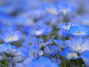 Close-up of fresh purple flowers blooming outdoors