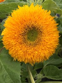 Close-up of sunflower blooming outdoors