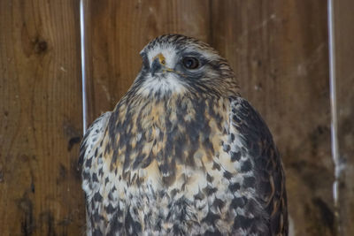 Close-up of owl