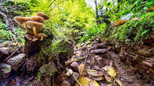 Mushrooms growing on tree trunk